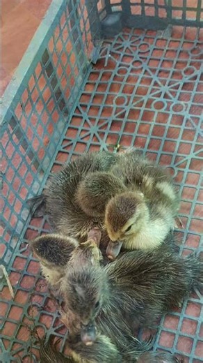 brooder, duckling feed, water, heat lamp, bedding, care, puddle, nutrition, shelter, healthy growth