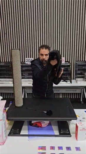 한국최고의 봄베이고양이 #봄베이고양이 #봄베이고양이분양 #봄베이분양 #봄베이캐터리 #봄베이고양이캐터리