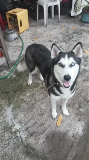 Videos de katherine Franco (@katherine_franco69) con “sonido original - Carasaf”