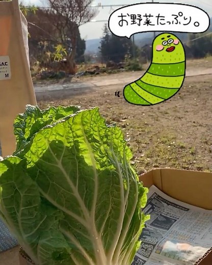 風邪の季節に冬野菜‼️免疫力向上、美肌効果、骨の健康維持、便通改善、高血圧予防。冬バテ予防に冬野菜いっぱい食べましょう🥬