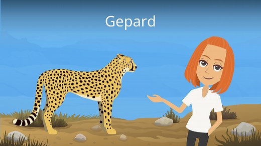 Gepard und Mensch