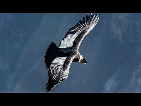 Simon & Garfunkel - El Condor Pasa (Legendado)