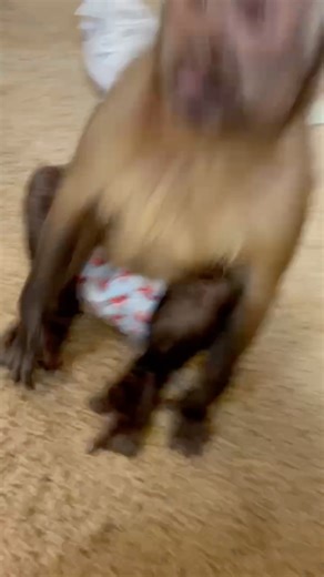 Georgie Boy | That sugar rush feeling 😂🫣 #georgieboy #georgethemonkey #SugarRush1000 | Instagram