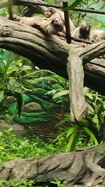 common squirrel monkey sounds