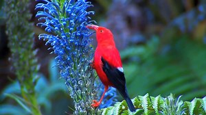 The scarlet 'i'iwi, also known as the Hawaiian 'i'iwi stuns with its lively red colour. What fascinates bird watchers is also its uniquely curved beak, which it uses to extract nectar from flowers, while keeping an eye out for predators. #BeautifulBirds #Hawaii | Dhanraj Nathwani