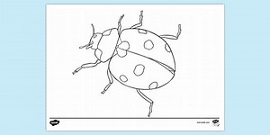 Ladybug Colouring Page
