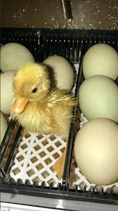 Cute baby duck #music #nostalgia #duck #mypetdn #birds #cute #callduck #nature #duckshorts #アヒル #あひる