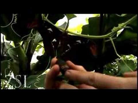 Atlas Moth Lifecycle