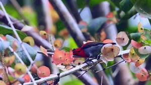 Crimson Sunbird like to find nectar in carpel of the flower.