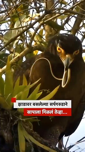 झाडावर बसलेल्या सर्पगरुडाने सापाला गिळलं तेव्हा… | BBC News Marathi
