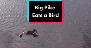 Big pike eats a full bird 🤯#pikefishing #pikefishing4life #BreakYourAlgorithm #riverpike #riverpiker #pike #pikefish #pikefisher #pikefishinguk #ontariopike #northernpikefishing #northernpike #fishingpike #bigpike #bigpikes #gator #pikefishingblowup #bigpikefish #northernpikesforever #bigpikedreams #bigpikehunter #muskie #muskiefishing #muskies #muskiefam💯💯🔥🔥🔥 #musky #muskyfishing #musky360 #muskyaddict #muskyaddict #fish #fishinglife #fishingtiktoks #fishing #fishtok #fisherman #fishtick 