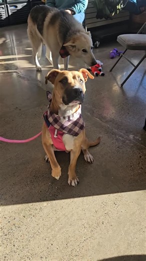 These faces are here to steal hearts! 😍🐾 Dogs from @brightsideanimalcenter are hanging out with us until 4pm today! Come meet your potential new sidekick! | Local Paws