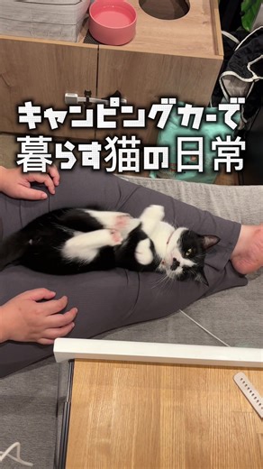 キャンピングカーで暮らす猫の日常 #キャンピングカー #猫のいる暮らし #バンライフ #日本一周 #デュカト