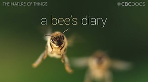 12K views · 188 reactions | 7 weeks, 8,000 km, countless adventures ... and 1 gram of honey. The life of a single bee, through her own eyes. Watch 'A Bee's Diary' on the Nature of Things next Friday: bit.ly/beesdiaryCBC | CBC Docs | Facebook