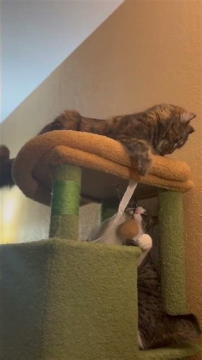 Just a little tiff #catfight #catslife #manxboy #fluffygirl #funnycats