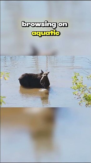 Top Ten Species of the Canadian Wilderness: Moose