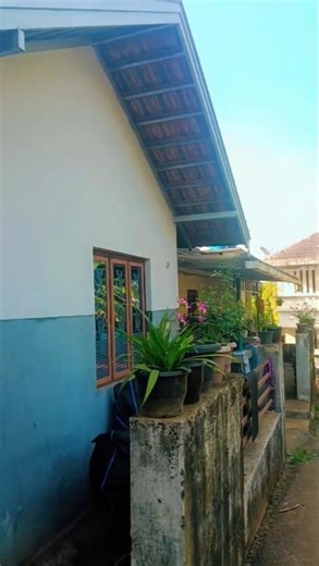 വീട്ടിൽപോയാലും ചെടിയുടെ പുറകെ തന്നെ🥰#trending #garden #shorts #viral #flowers #home #nature #plants