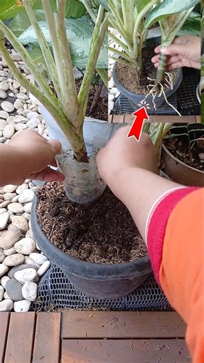 The Easiest Way to Propagate Your Aglaonema‼️