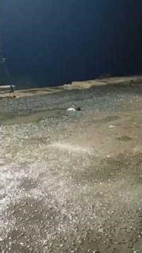 #ratas #splinter #pescadoras #pescadores INVASIÓN DE RATAS EN LAS ESCOLLERAS DE MAR DEL PLATA