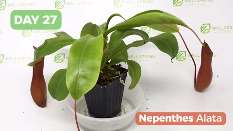 Lemon Alata Nepenthes Live Carnivorous Pitcher Plant - Nepenthes alata by Wellspring Gardens - (Lemon Alata Pitcher Plant)