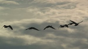 Geese Flying Silhouette