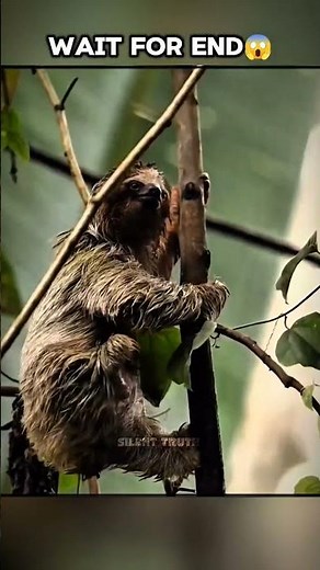 Don’t Touch a Sloth 😳#facts#sloth