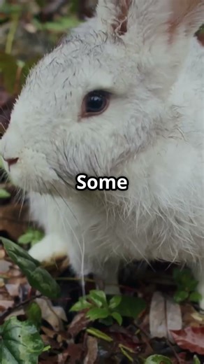 Why Do We Say 'Rabbit, Rabbit'