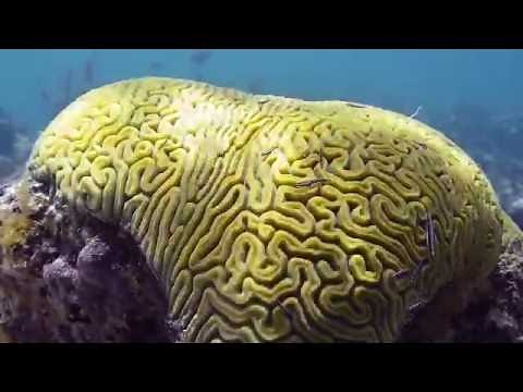 Providenciales, Turks and Caicos Snorkelling