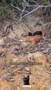 Increíble pero Cierto: Historias que Te Sorprenderán 😨 #curiosidades #divertido #amor #asombroso #animals #interesante #inspirados #fblifestyle Part 1 | inspirados