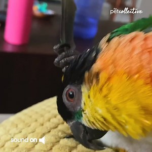 3.3M views · 10K reactions | That's one way to scratch your head! | Try Not to Laugh | Facebook