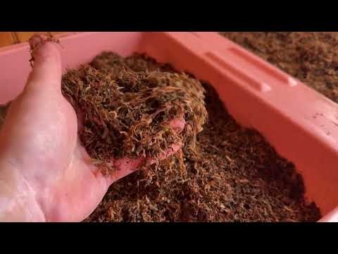 Вирджиния Голд-Табак после ферментации