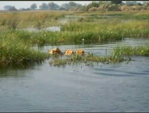 871K views · 5.6K reactions | Lions 女 swim across river | Gavin Gordon | Facebook