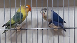 Parblue split male Parblue female breeder breeder pair Breeding vedio available Fresh post 21.02.2019 | wings | Facebook