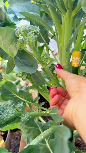 Pruning Broccolini in Your Container Garden