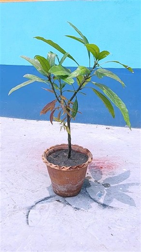 How to Propagate Mango Trees from Cuttings Easily