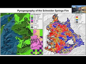 Big trees burning: Divergent wildfire effects on large trees in open- vs. closed-canopy forests