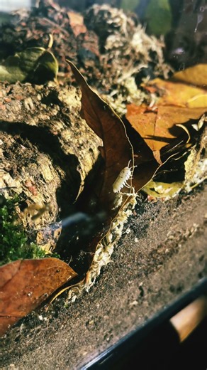 Some magic potion isopod exploration expedition!!! #isopod #magicpotionisopod #terrarium