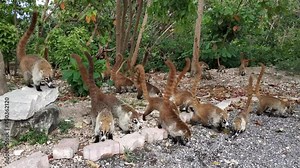 A flock of nasua-nasua come out of the mangrove forest of the city Cancun