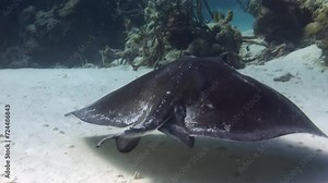 Close-up southern stingray swimming on underwater sandy floor in Caribbean Sea. Stingrays are bottom feeders, which means they spend most of their time searching for food along sea floor.