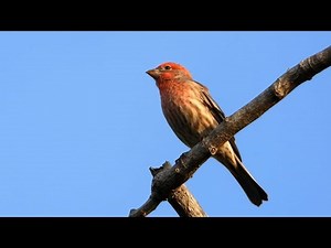 House Finch, male, female and song