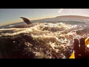 Kayaking with Redondo Beach Blue Whales, with underwater footage and Lunge feeding GoPro