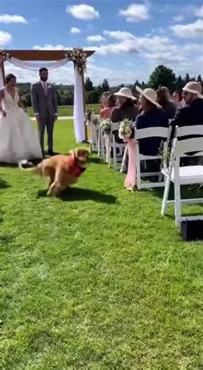 Victoria Uzoekwe on Instagram: "A dog chases a ball directly into the sprinkler control box at an outdoor wedding, setting off all the sprinklers at once and soaking everyone in formal attire. The bride screams while the dog proudly trots through the chaos with the ball in its mouth."