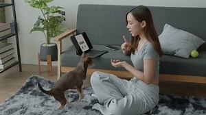 Owner Teach Brown Tan Chihuahua Puppy Stock Footage Video (100% Royalty-free) 3804058773 | Shutterstock