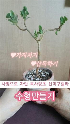 #산미구엘라#목사랑초#수형만들기#가지치기#삽목하기#oxalis#plants#gardening