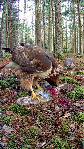 Why is the other hawk just watching? #BirdsOfPrey