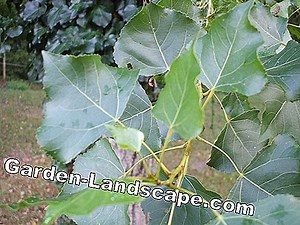 Plantes: Peuplier, peuplier noir, Populus nigra - Poster recherché et soin | 2025