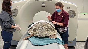 CROW - SeaTurtle 2024