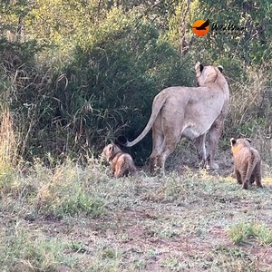 More cuteness overload from that lioness and her cubs 😍 © Onne Vegter | Wild Wings Safaris