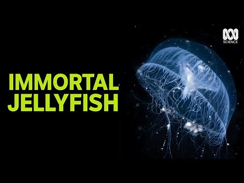 The Jellyfish That Never Dies