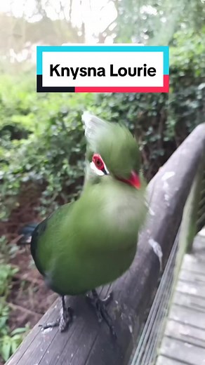 Discover the Knysna Turaco: South Africa's Vibrant Bird